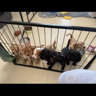 Cocker Spaniel (Working &amp; Show) - Both