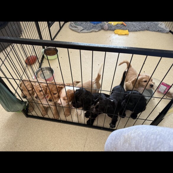 Cocker Spaniel (Working &amp; Show) - Both