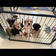 Cocker Spaniel (Working &amp; Show) - Both