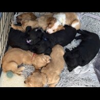 Cocker Spaniel (Working &amp; Show) - Both