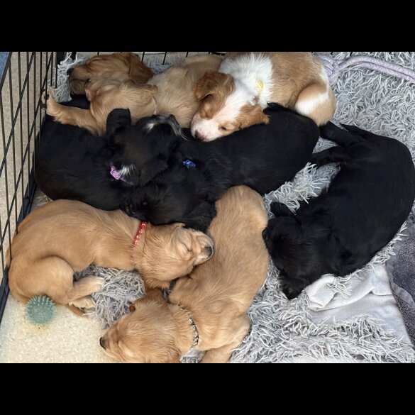 Cocker Spaniel (Working &amp; Show) - Both