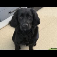 Cocker Spaniel (Working &amp; Show) - Both