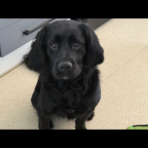 Cocker Spaniel (Working &amp; Show) - Both
