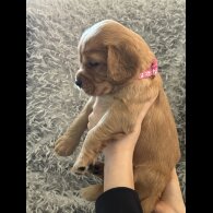 Cocker Spaniel (Working &amp; Show) - Both