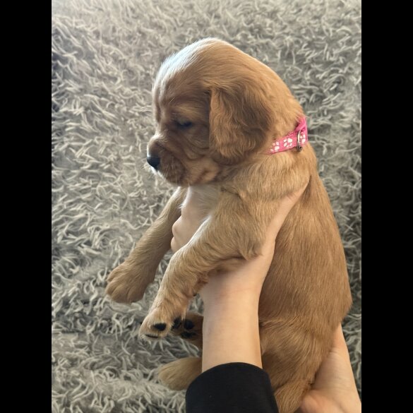 Cocker Spaniel (Working &amp; Show) - Both
