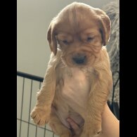 Cocker Spaniel (Working &amp; Show) - Both