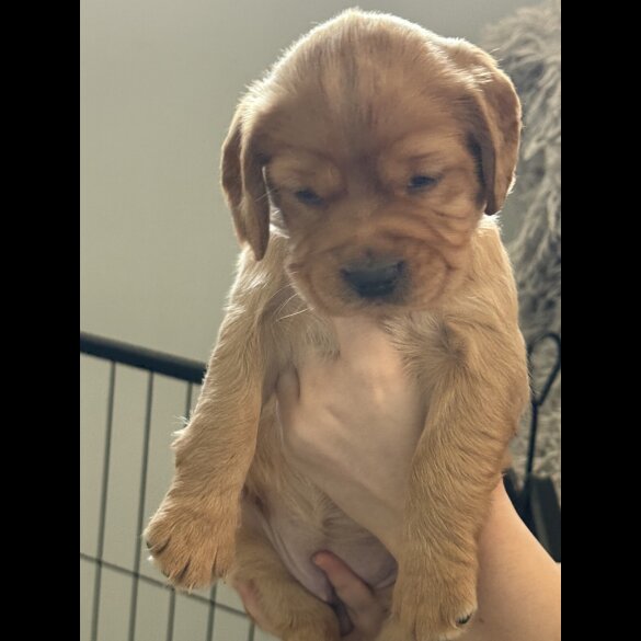 Cocker Spaniel (Working &amp; Show) - Both