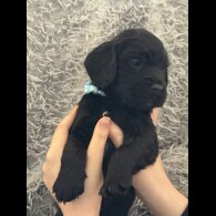 Cocker Spaniel (Working &amp; Show) - Both