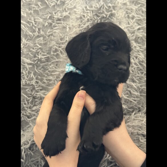 Cocker Spaniel (Working &amp; Show) - Both