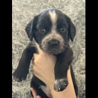 Cocker Spaniel (Working &amp; Show) - Both
