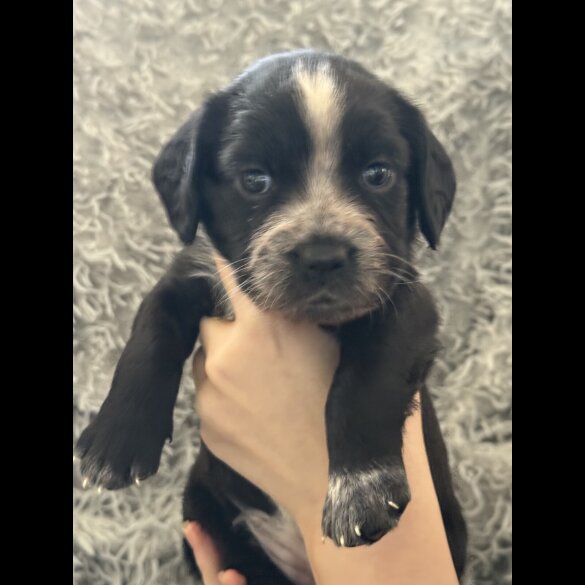 Cocker Spaniel (Working &amp; Show) - Both