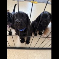 Cocker Spaniel (Working &amp; Show) - Both