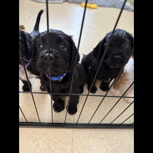 Cocker Spaniel (Working &amp; Show) - Both