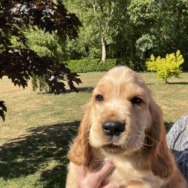 Cocker Spaniel (Working &amp; Show) - Dogs