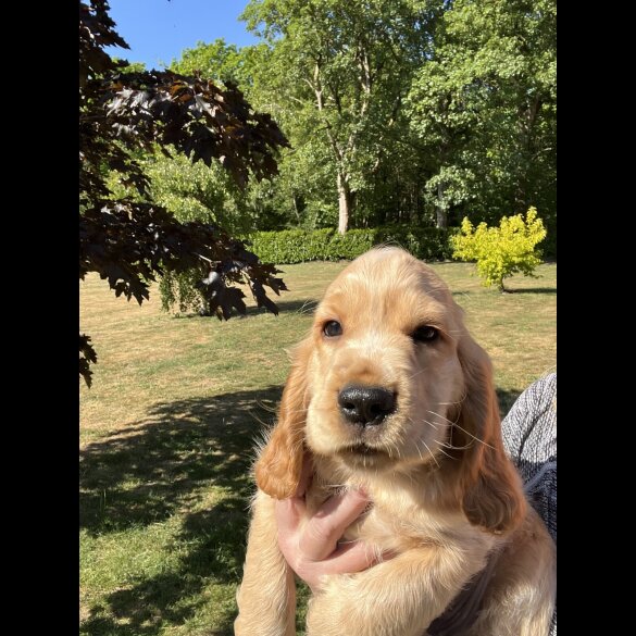 Cocker Spaniel (Working &amp; Show) - Dogs