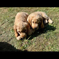 Cocker Spaniel (Working &amp; Show) - Dogs