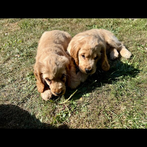 Cocker Spaniel (Working &amp; Show) - Dogs