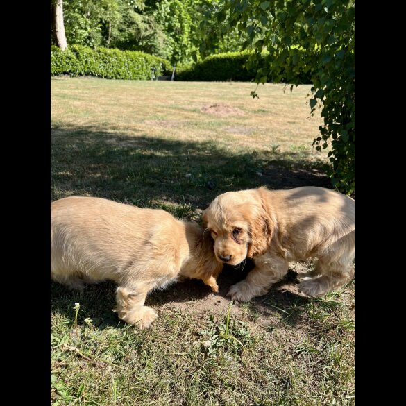 Cocker Spaniel (Working &amp; Show) - Dogs