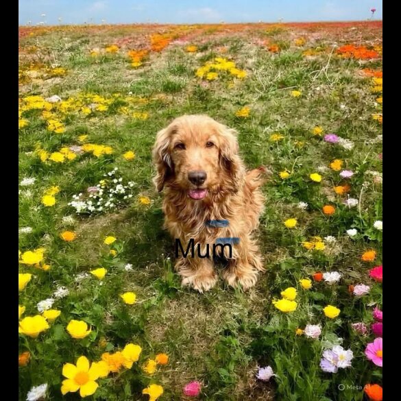 Cocker Spaniel (Working &amp; Show) - Dogs