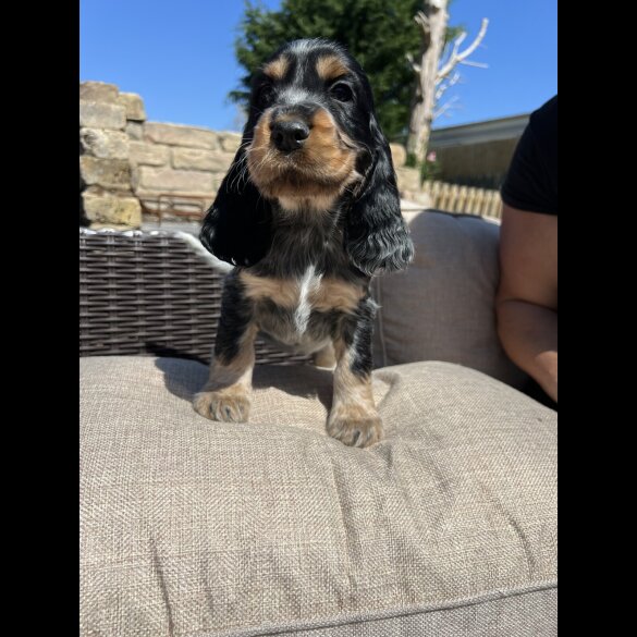 Cocker Spaniel (Working &amp; Show) - Both