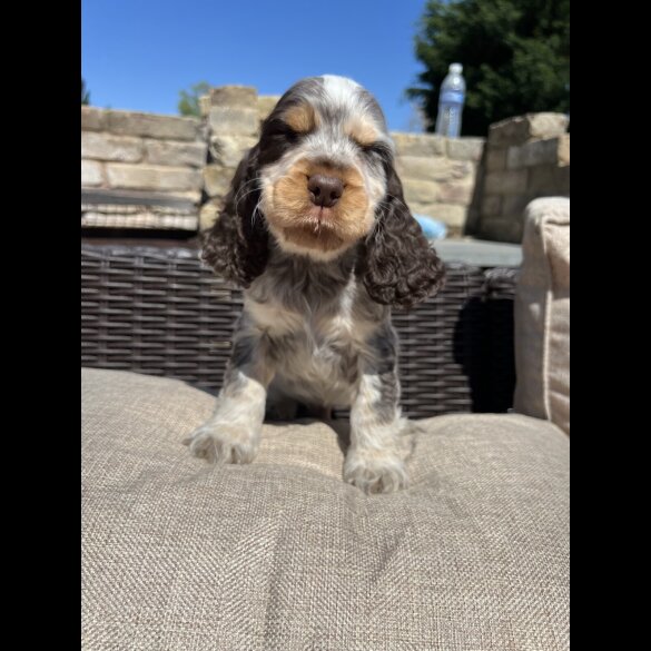 Cocker Spaniel (Working &amp; Show) - Both