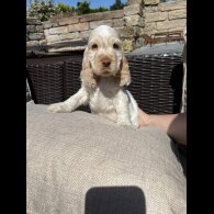 Cocker Spaniel (Working &amp; Show) - Both