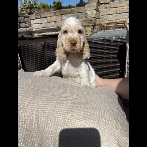 Cocker Spaniel (Working &amp; Show) - Both