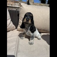 Cocker Spaniel (Working &amp; Show) - Both