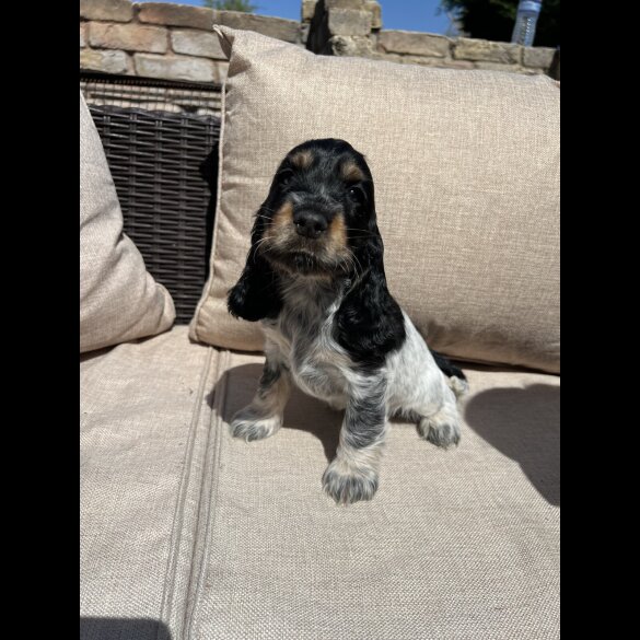 Cocker Spaniel (Working &amp; Show) - Both