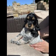 Cocker Spaniel (Working &amp; Show) - Both