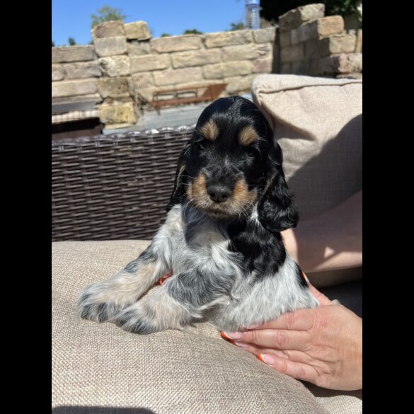Cocker Spaniel (Working &amp; Show) - Both