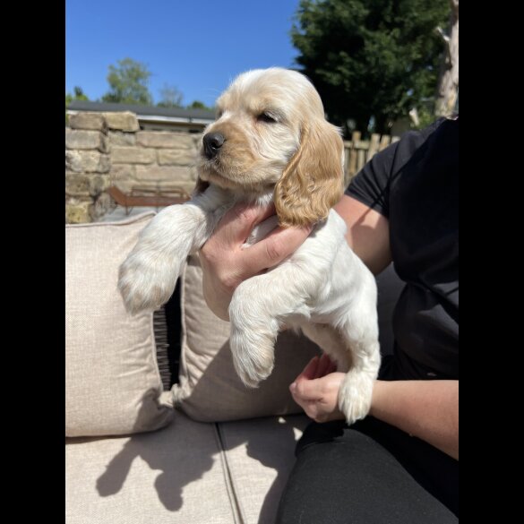 Cocker Spaniel (Working &amp; Show) - Both