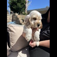 Cocker Spaniel (Working &amp; Show) - Both