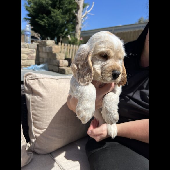 Cocker Spaniel (Working &amp; Show) - Both