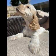 Cocker Spaniel (Working &amp; Show) - Both