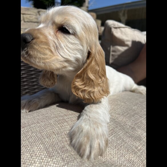 Cocker Spaniel (Working &amp; Show) - Both