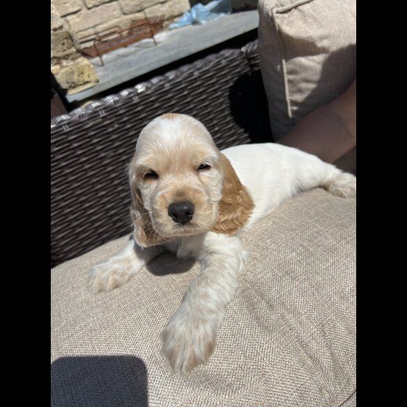 Cocker Spaniel (Working &amp; Show) - Both