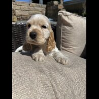 Cocker Spaniel (Working &amp; Show) - Both