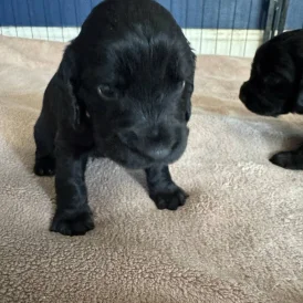 Cocker Spaniel (Working &amp; Show) - Both