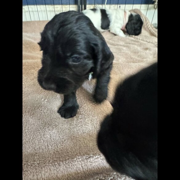 Cocker Spaniel (Working &amp; Show) - Dogs
