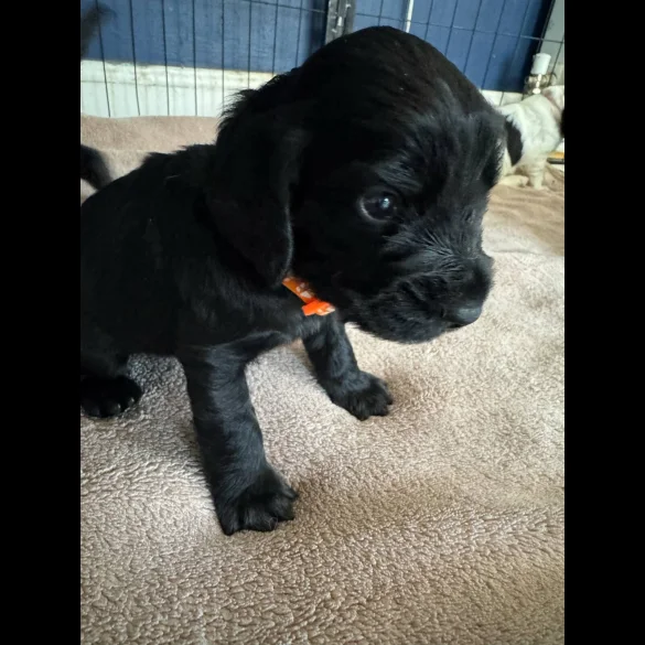 Cocker Spaniel (Working &amp; Show) - Dogs