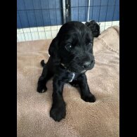Cocker Spaniel (Working &amp; Show) - Dogs