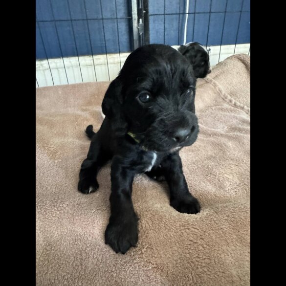 Cocker Spaniel (Working &amp; Show) - Dogs