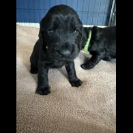 Cocker Spaniel (Working &amp; Show) - Dogs