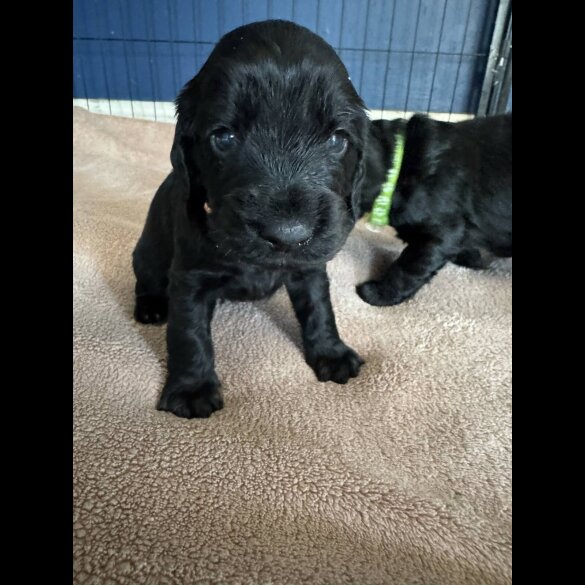 Cocker Spaniel (Working &amp; Show) - Dogs
