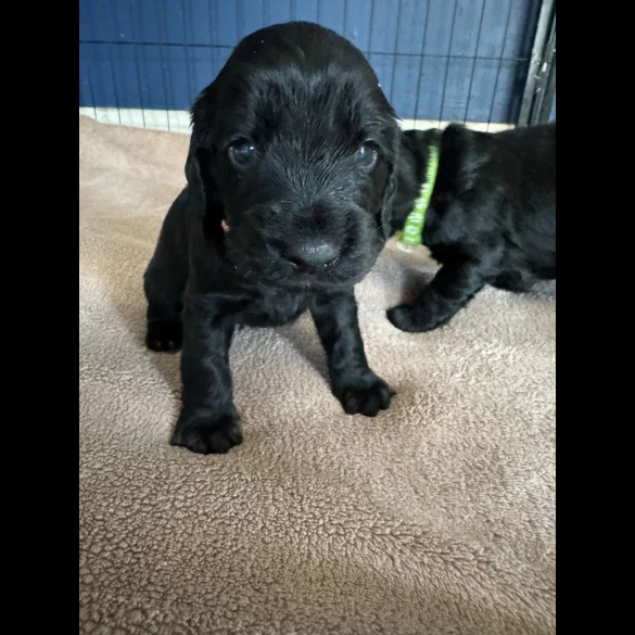 Cocker Spaniel (Working &amp; Show) - Dogs