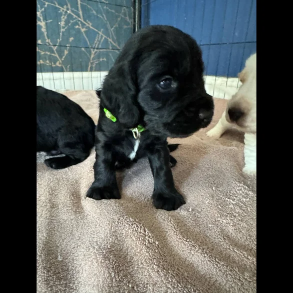 Cocker Spaniel (Working &amp; Show) - Dogs