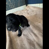 Cocker Spaniel (Working &amp; Show) - Dogs