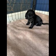 Cocker Spaniel (Working &amp; Show) - Dogs