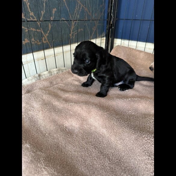Cocker Spaniel (Working &amp; Show) - Dogs
